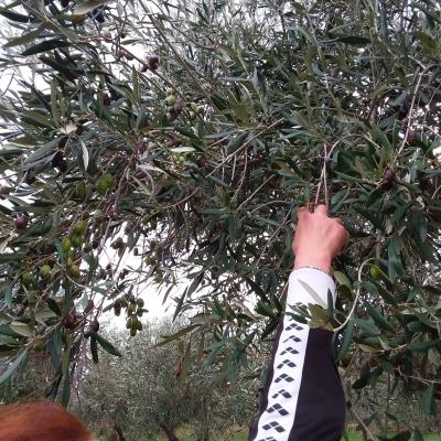 Fasano Agricoltura Biologica Alimentazione Sana Amica Ambiente Bambini