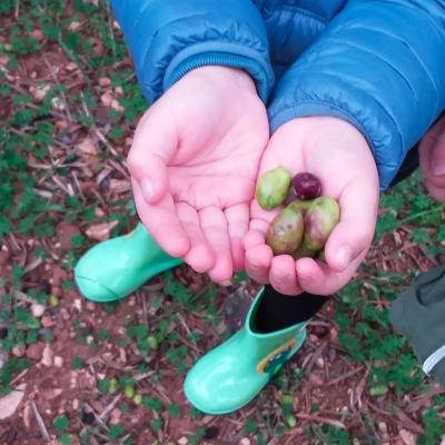 Fasano Agricoltura Biologica Alimentazione Sana Amica Ambiente Bambini